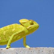 De moderne tester, een kameleon in een wereld vol verandering: vakmanschap en flexibiliteit